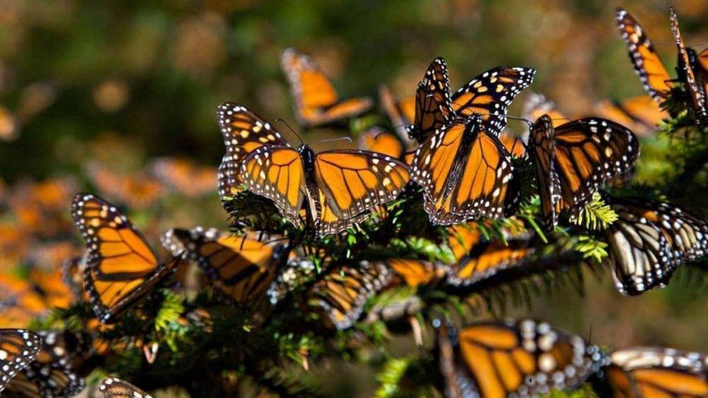 Buscan Crear Conciencia Para Conservaci N De La Mariposa Monarca El