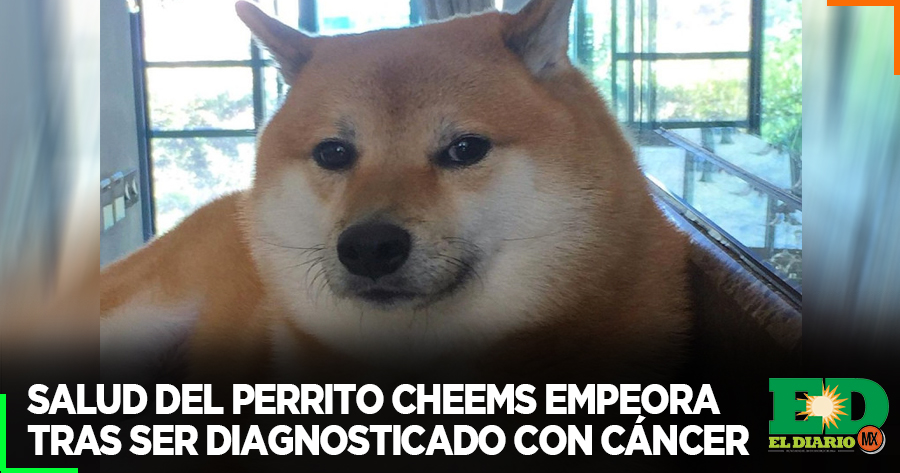 Salud Del Perrito Cheems Empeora Tras Ser Diagnosticado Con Cáncer