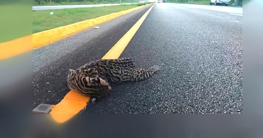 Ocelote Muere Atropellado En Ruta Del Tren Maya El Diario Mx