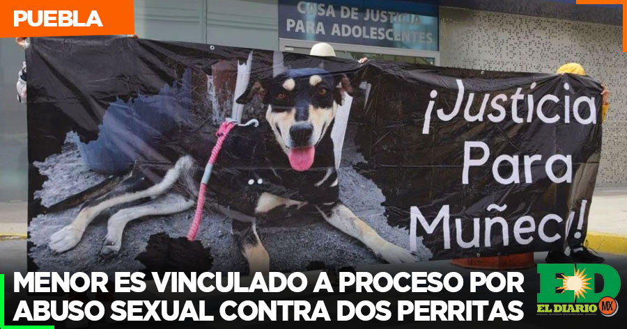 Menor Es Vinculado A Proceso Por Abuso Sexual Contra Dos Perritas El