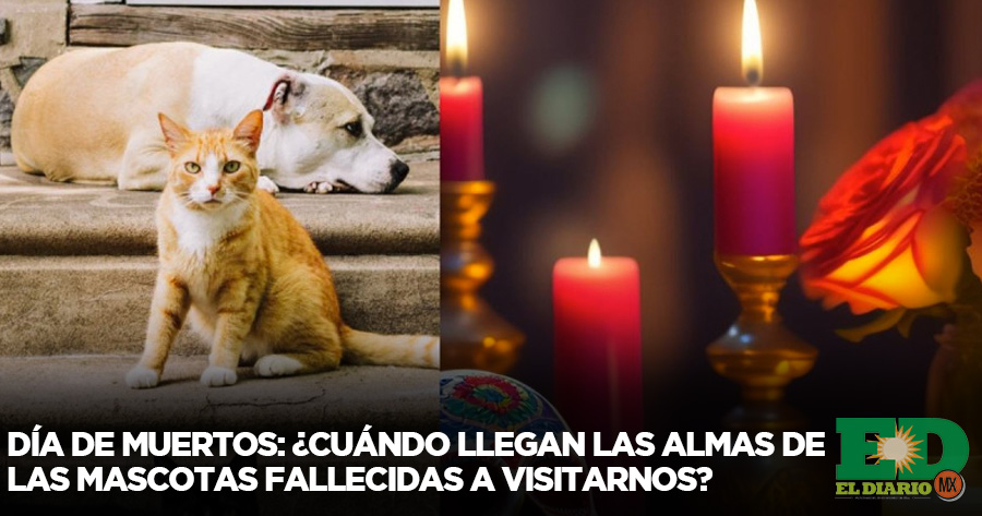 Día De Muertos cuándo Llegan Las Almas De Las Mascotas Fallecidas A