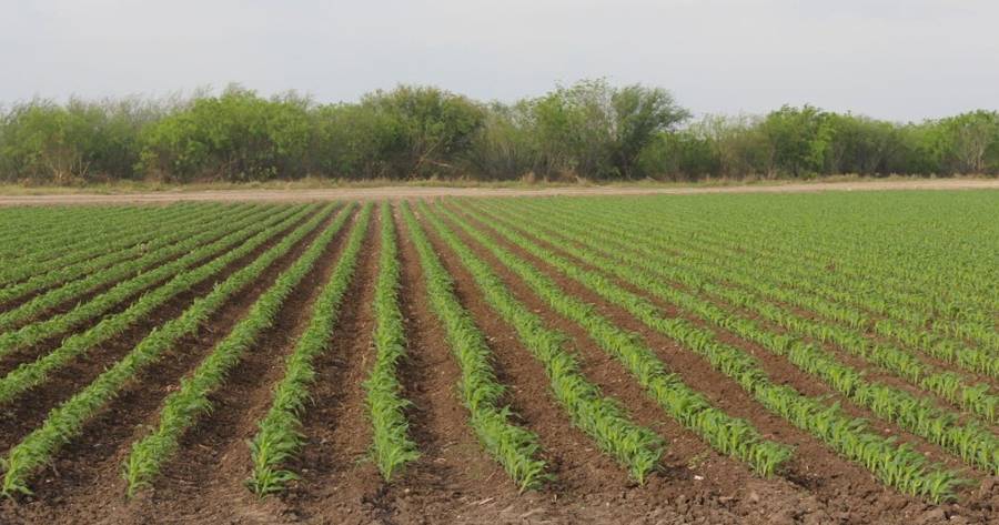 Se Quedan Sin Agua Productores Del El Diario Mx