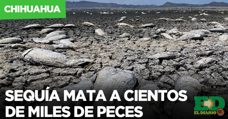 Sequía Mata A Cientos De Miles De Peces El Diario MX