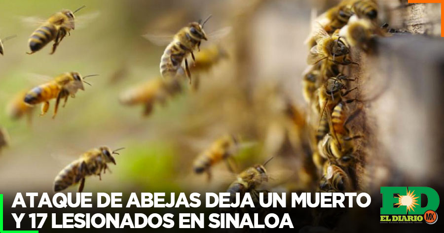 Ataque De Abejas Deja Un Muerto Y Lesionados En Sinaloa El Diario Mx