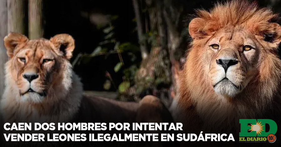 Caen Dos Hombres Por Intentar Vender Leones Ilegalmente En Sud Frica