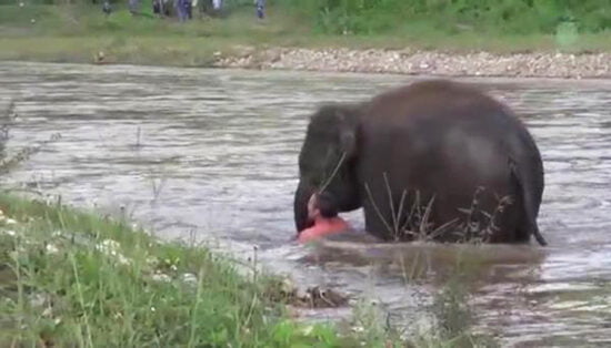 Un elefante se lanza al agua para salvar a su cuidador