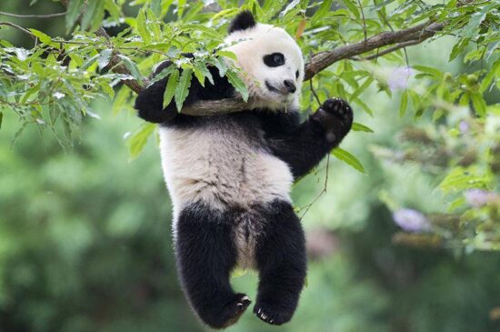 Oso panda se mudará de zoológico en EU a China