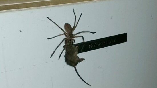 Graban a gigantesca araña arrastrando a un ratón para devorarlo