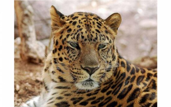 Vida salvaje se redujo en un 58% en los últimos 40 años