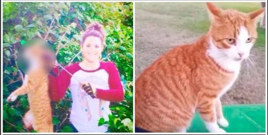 Suspenden a veterinaria que mató un gato con arco y flecha