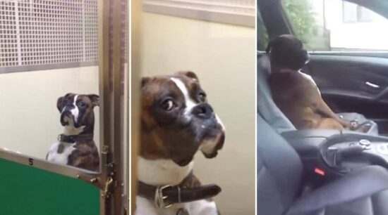 Perro se molesta con su dueño por llevarlo al veterinario