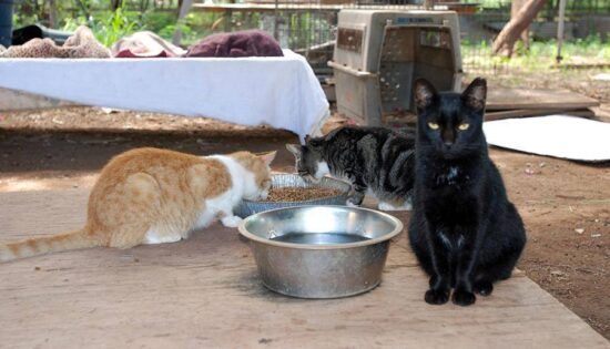 Excrementos de gatos causan disputa en Hawaii