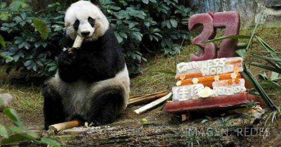 Muere Jia Jia, la panda más vieja del mundo en cautiverio