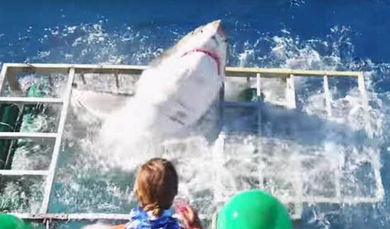 Buzo queda atrapado con tiburón y sobrevive