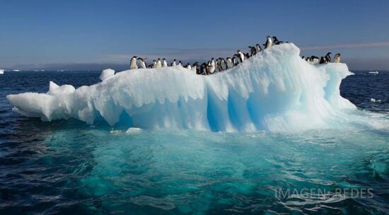 Crean la mayor reserva marina natural en la Antártida