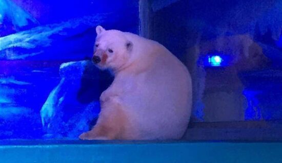 Hacen campaña para salvar al oso polar más triste del mundo