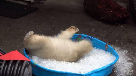 Nora, osita polar disfruta baño en hielo y se hace viral