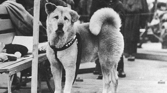 ‘Hachiko’, el perro más fiel nació un día como hoy
