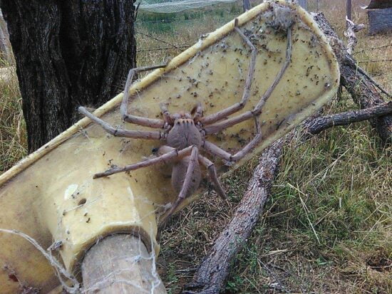 Charlotte, la araña gigante de Australia que sorprende en Internet