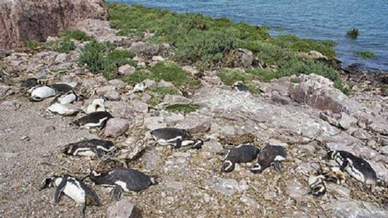 Perros matan a 370 pingüinos en Argentina