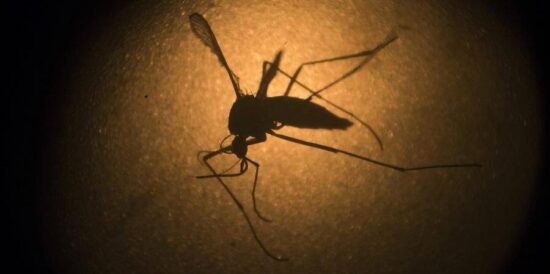 Provocaría zika baja a fertilidad