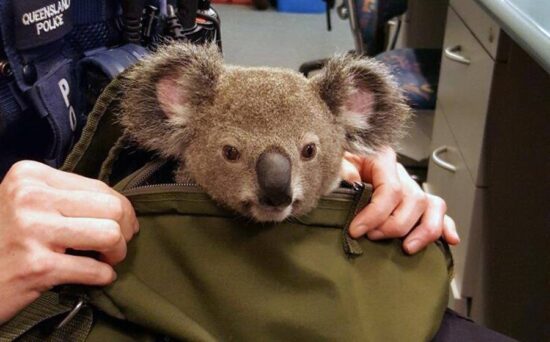 Detienen a mujer que cargaba un koala en una mochila