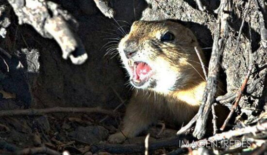 Una furiosa ardilla ataca a varios ancianos en Florida