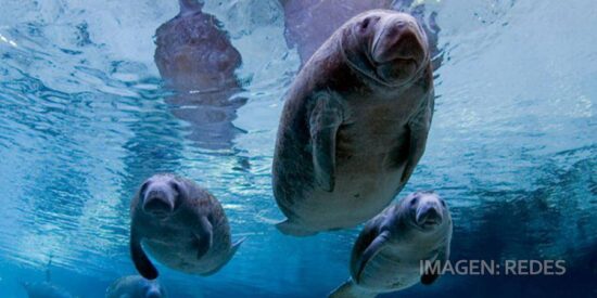 Cuatro manatíes rescatados en Florida llegan a zoo de Ohio