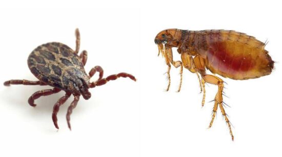 Al acecho pulgas y garrapatas