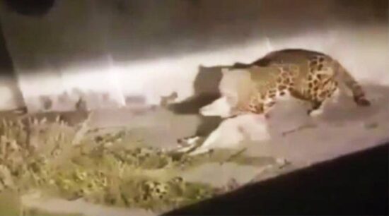 Sorprenden a un jaguar matando a un perro en Jalisco