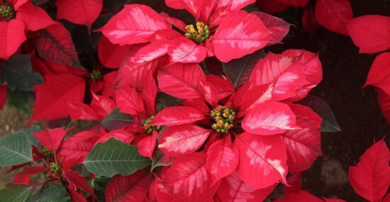 Flor de Nochebuena, orgullo de México