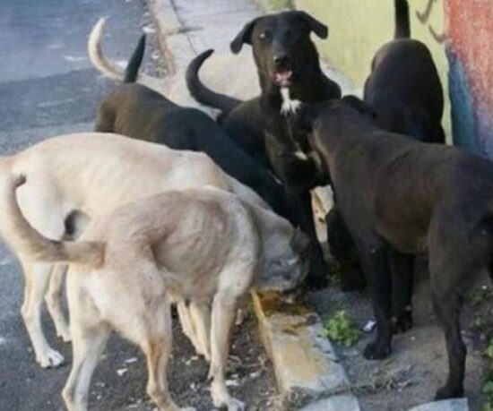 Devoran perros cadáver de mujer