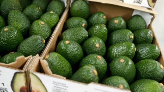 Rechaza EU cargamento de aguacate mexicano