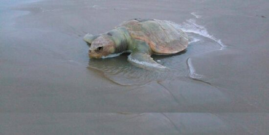 Mueren tortuga y tonina en Miramar