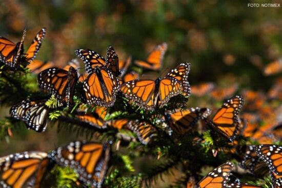 Cae 27% el número de mariposas monarca en México