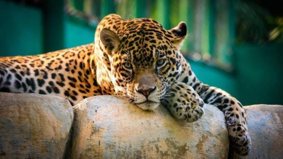 Jaguar, en peligro crítico de extinción