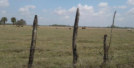 Afecta sequía al ganado tamaulipeco