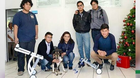 Universitarios fabrican sillas de ruedas para perros