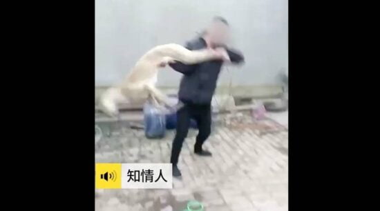 Hombre azota a su galgo contra el suelo