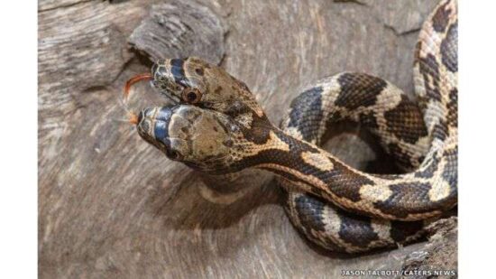 Serpiente con dos cabezas, dos corazones y un cuerpo