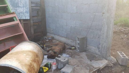 Abejas matan un perro en La Peregrina