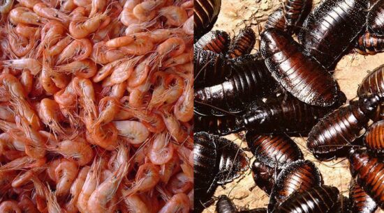 Comer camarones es lo mismo que comer cucarachas
