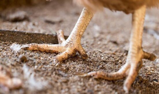 Gallina lleva más de una semana viva, sin cabeza