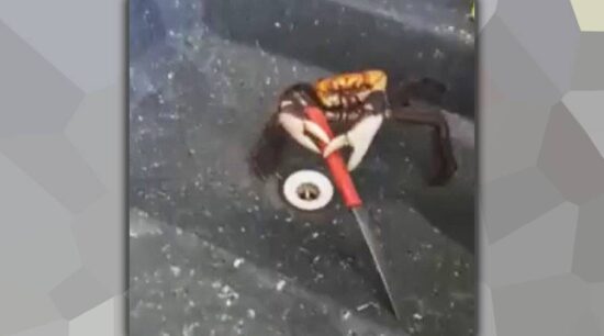 Se viraliza cangrejo que se defiende con cuchillo
