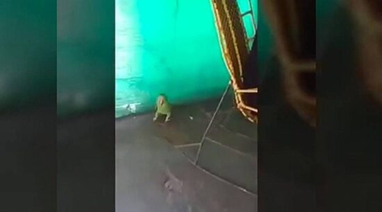 Loro llora como bebé porque lo regañan
