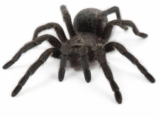Tarántula sorprende a ciclista