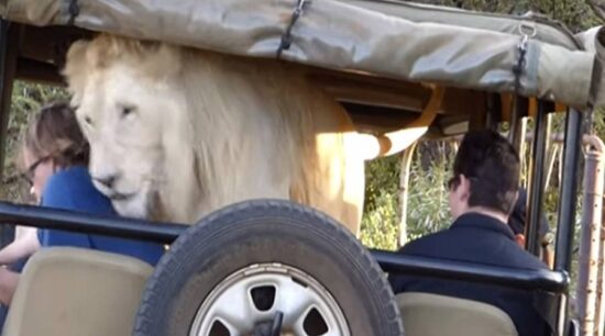 Un león blanco le da un susto a turistas