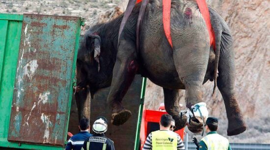 Muere un elefante en accidente de camión de circo