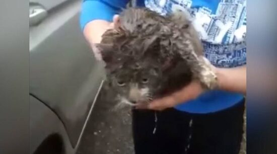 Gata rusa recorre más de 100 Km debajo de un auto