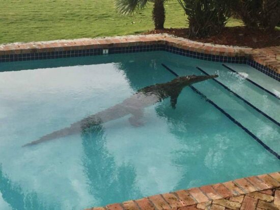 Sacan un caimán de una piscina